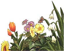 Sunflower, Tulip, Aster, Rose, Snowdrop?