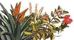 Agave, Lupin, Petunia, Hoya, Aster?